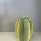 Piera Bochner Star Fruit Candle